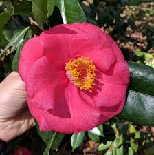 Camellia Japonica Gunsmoke Camellia Plants Flowers