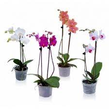 Ver más ideas sobre orquideas, orquidea phalaenopsis, arreglos orquideas. Phalaenopsis Cura Orchidee Come Curare La Phalaenopsis
