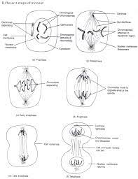 q in terms of cell division and mitosis, what's the next thing that will happen to the cell shown in the diagram? Chapter 1 Cell Division Frank Modern Certificate Solutions For Class 10 Biology Icse Topperlearning
