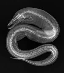 Eel Skeleton Google Search Underwater Creatures X Ray Xray Art
