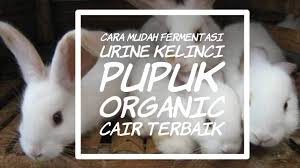 Ssd ini sendiri memiliki dimensi 22 x 80 x 2.1 mm dengan bobot yang hanya 7 gram saja. Poc Terbaik Urine Kelinci Dan Cara Fermentasinya Youtube