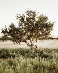 Image result for Boscia albitrunca