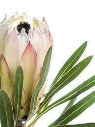 Home · news · about us; Protea White Night Weiss Schwarz Bestellen Blumigo