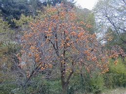 Image result for Diospyros mweroensis