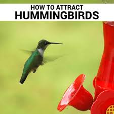 These perennial flowers attract hummingbirds and look wonderful with other plants in mixed containers. How To Attract Hummingbirds Owenhouse Ace Hardware