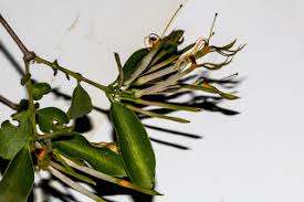 Image result for Heteromorpha involucrata