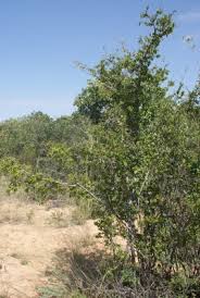 Image result for Combretum schumannii