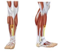 In physics and engineering, a free body diagram (force diagram, or fbd). Human Leg Bone Structure