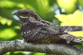 Nachtschwalbe ✔ найдено 2 значения слова ✔ nachtschwalbe: Einheimische Waldvogel Der Ziegenmelker Caprimulgus Europaeus Waldwissen Net