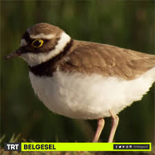 O Bir Kucuk Halkali Yagmur Kusu Demirormani Kusu Yagmur