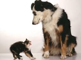 Plenty of complaints about them. Dogs And Cats Forever Funny Entertainment Background Wallpapers On Desktop Nexus Image 99866