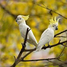 Finde und kaufe vögel aus einer großen vielzahl von vogelarten bei deinetierwelt, deutschlands bestem tiermarkt mit geprüften anbietern treffpunkt für tierfreunde aus deiner umgebung qualität mit herz 5 Beliebte Grosse Vogelarten Als Haustiere Wie Man Ein Gluckliches Zuhause Fur Sein Haustier Schafft
