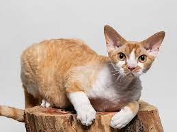 Katze Fur Allergiker Trotz Katzenallergie