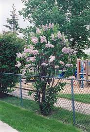 Beauty Of Moscow Lilac Syringa Vulgaris Beauty Of Moscow At Gertens Plants Lilac Tree Fragrant Garden