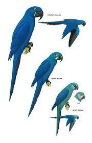 51 Macaw Art Ideas In 2021 Macaw Macaw Art Pet Birds