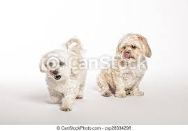 The first shot and dewormings were. Maltipoo And Morkie Puppies Maltipoo And Morkie Puppies On White Background Canstock
