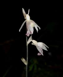 Image result for Epipogium roseum