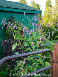 Image result for Vismia orientalis