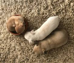Check spelling or type a new query. Adorable Chihuahua Puppies For Sale Posts Facebook