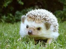 معلومات عن القنفذ منتدى اسلامي مفيد Animals Hedgehog Ferret