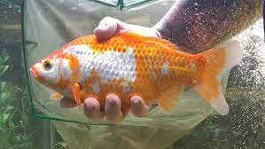 How much should you feed goldfish? 17 5 2 Size Of Goldfish