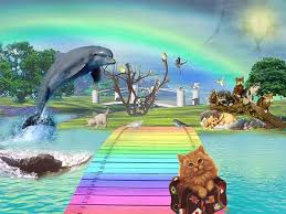 Video with such id not exist Regenbogenland Www Vierpfotenglueck Ellen De Katzen Kaninchen Und Kleintierbetreuung Neuss Und Umgebung