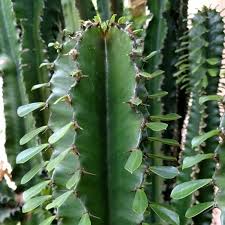 Image result for Euphorbia candelabrum