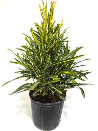 Image result for Croton inhambanensis