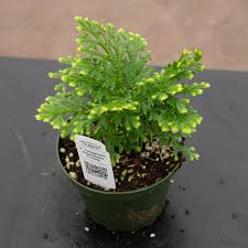 Image result for Selaginella nivea