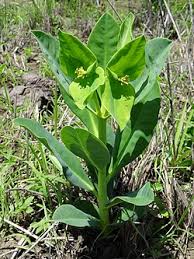 Image result for Euphorbia platycephala