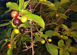 Image result for Flacourtia indica