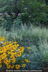 Image result for Deschampsia cespitosa