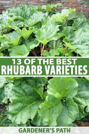 We sell top quality plants for professional growers and homeowners. 13 Of The Best Rhubarb Varieties Gardener S Path