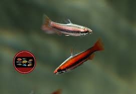 Nannostomus mortenthaleri, commonly known as the coral red pencilfish, is a freshwater species of fish belonging to the characin family lebiasinidae. Nannostomus Mortenthaleri Zierfische Berlin