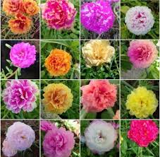 Jenis bunga krokot (page 1). Jual Bunga Krokot Mossrose Duna Jambul Mix 30 Warna Di Lapak Mifta Krokot Bukalapak