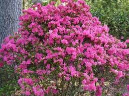 5 Tips On Growing A Healthy Azalea Bush Azalea Bush Azaleas Shrubs