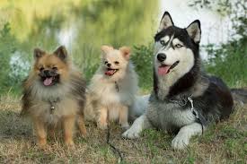 Composé de loulou et de poméranie. Elevage Pomsky France Prix Sandra Elevage Pomsky Pomeranian