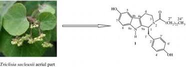 Image result for Triclisia