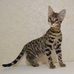 How Much Does A Savannah Cat Cost? – Cost Evaluation