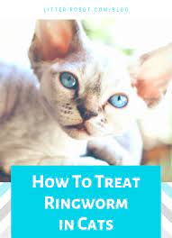 What Is Ringworm In Cats And What Do You Need To Know As A Cat Parent Dr Justine Lee Explains Ringworm In Cats Cat Parenting Cats
