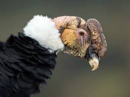 Le condor de californie (nom scientifique : Condor Des Andes Ebird