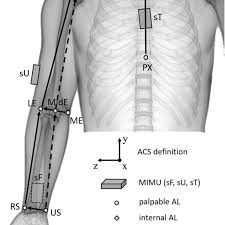 Human anatomy drawing drawing theory. Mimu Placement For The Proposed Upper Body Kinematic Model And Palpable Download Scientific Diagram