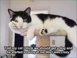 Our limits are nude, racist, or offensive pictures. Top 26 Hilarious Animal Memes Clean Enough For Kids In 2021 Animal Memes Clean Funny Animal Memes Animal Memes