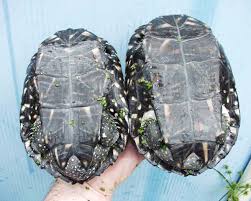 As the name states these are naturally found in japan ranging from honshu, shikoku, kyushu and other islands near by. Spotted Pond Turtle Care Sheet Reptiles Magazine