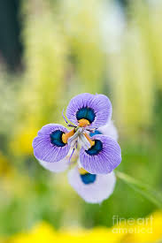 Image result for Moraea