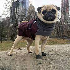 Pug Winter Dog Coat Winter Coat Dog Clothing Pug Clothes Etsy In 2021 Dog Winter Coat Dog Coats Pug Clothes