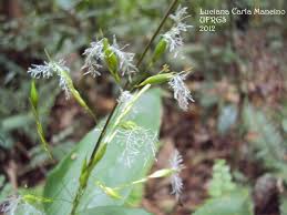 Image result for Olyra latifolia