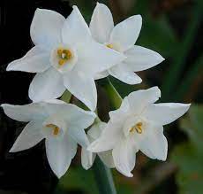 White Jonquil March Birth Flower Option Jonquil Flowers Birth Flower Tattoos Birth Flowers