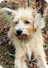 Coat color can vary, and eye color is usually brown. Cairn Terrier Wheaten Terrier Mix Online