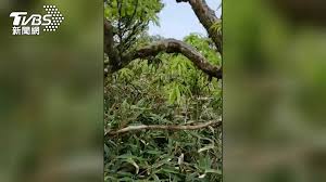 Powder of matcha (also spelled as maccha). Hvjy1cwc Mwwfm